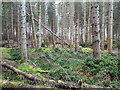NH6454 : Storm damage, Tullich Wood by Julian Paren