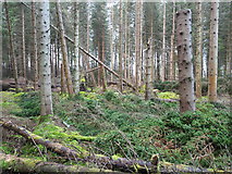NH6454 : Storm damage, Tullich Wood by Julian Paren
