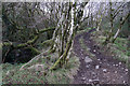 Woodland track below West Ilkerton Common