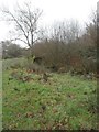 Beside the Wiltshire and Berkshire Canal