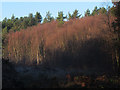 SJ5471 : Birch and pine in Delamere Forest by Stephen Craven