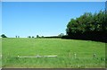 Pasture land and high hedge on the west side of the A29