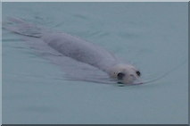 O2839 : Seal near Howth breakwater, Co Dublin, Republic Ireland by P Webb