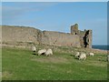 NU2521 : Sheep at Dunstanburgh by Alan Murray-Rust