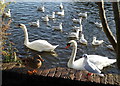 TR0161 : Stonebridge Pond, Faversham by pam fray