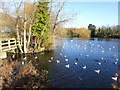 Stonebridge Pond, Faversham