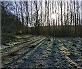 Low winter sunlight along the Ivanhoe Way