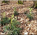 Stinking  hellebores, Flatropers Wood