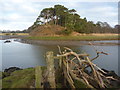 NT6279 : Coastal East Lothian : Mosshouse Point, Tyninghame by Richard West