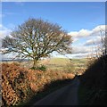 Country Lane in Winter