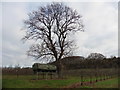 Orchard, below Pitney Wood