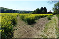 Oil seed rape crop near Woolsthorpe By Belvoir