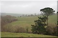 Pine trees in Limekiln Coppice