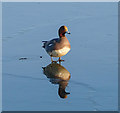 SE4202 : Wigeon on an icy lake at RSPB Old Moor by Graham Hogg