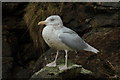 HP6516 : Adult Glaucous Gull (Larus hyperboreus), Skaw by Mike Pennington