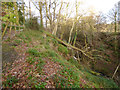 Fallen tree in Daff Glen