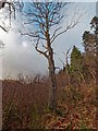 NH4651 : Norway Maple next to the Falls of Orrin by valenta