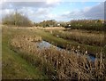 Lubbesthorpe Brook next to Watergate Lane in Braunstone