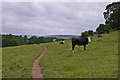 Below Caynham Hill