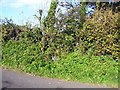 Laugharne - parish boundary stone hidden in hedge