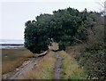 SU7602 : Thorney Island - Tree overhanging coastal footpath by Rob Farrow
