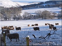 NT2538 : Sheep at Bonnington by Jim Barton