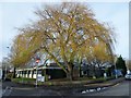 Willow tree in Southdownview Way, BN14 8NL