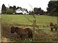 Shetland Ponies