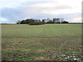 Disused pit and East Field