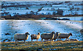 Sheep with lightly snowed fields