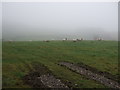 Sheep grazing near Skibeden Beck