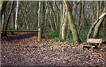 TQ8391 : Bench and path into Hockley Woods by Robert Eva
