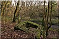 A derelict stone structure in Bickington Wood