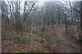 Woodland on the side of Tittensor Hill