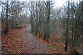 Path up Tittensor Hill