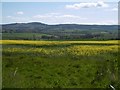 Oilseed rape, Lilburn