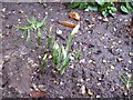 Snowdrops 16th Jan 2017