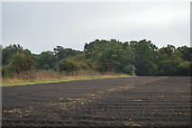 TL5256 : Field by Wilbraham Rd by N Chadwick