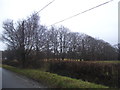 Row of trees by East Park Road, Newchapel