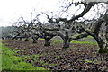 Old orchard by a Norton footpath