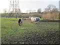 Ponies coming to inspect the photographer and his dog