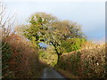 Road at Cross Parks, north of the cross roads, near Ilsington