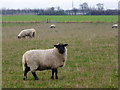 Sheep on Bumpit Farm