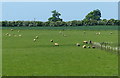 Sheep and pasture near Hungerton