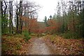 Track in Wyre Forest, near Callow Hill, Worcs