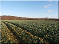 Crop Field near Common Lane Farm