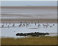 NU0843 : Brent geese at Beal Point by Russel Wills