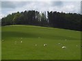 View towards Harborough Plantation