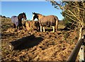 Horses at Feeding Station