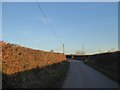 Setting sun on the hedge by the road to Pennymoor